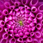Pink Dahlia
