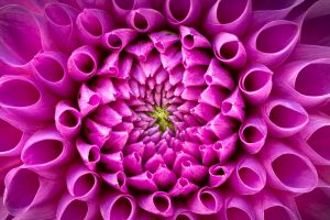 Pink Dahlia