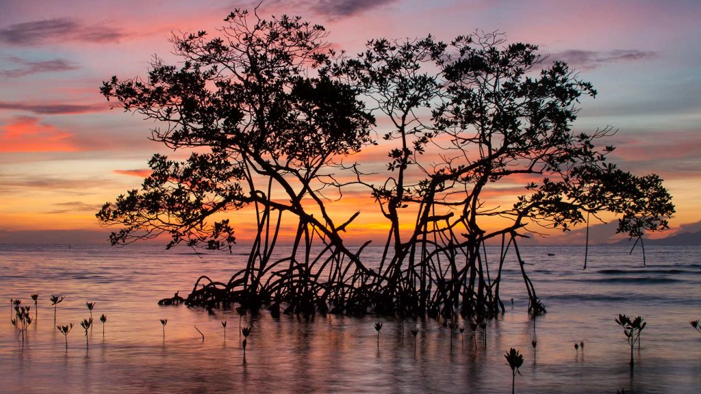 Red Mangrove Sunrise