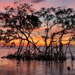 Red Mangrove Sunrise