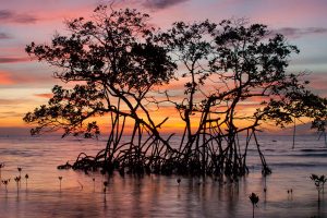 Red Mangrove Sunrise