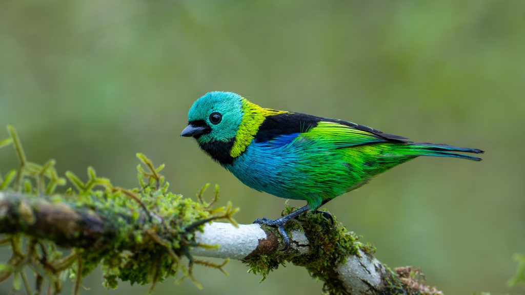 Tanager