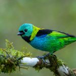 Tanager