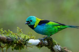 Tanager