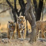 Tiger Family