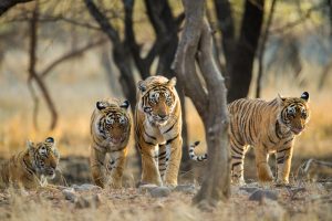 Tiger Family