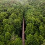 Virginia Trail