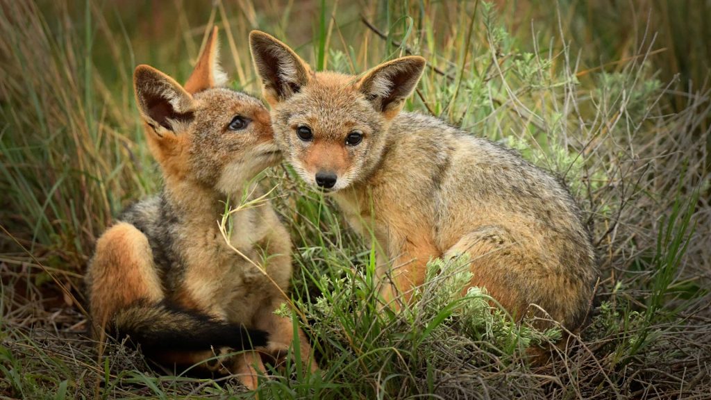 Wild Jackal Friends