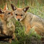 Wild Jackal Friends