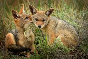 Wild Jackal Friends