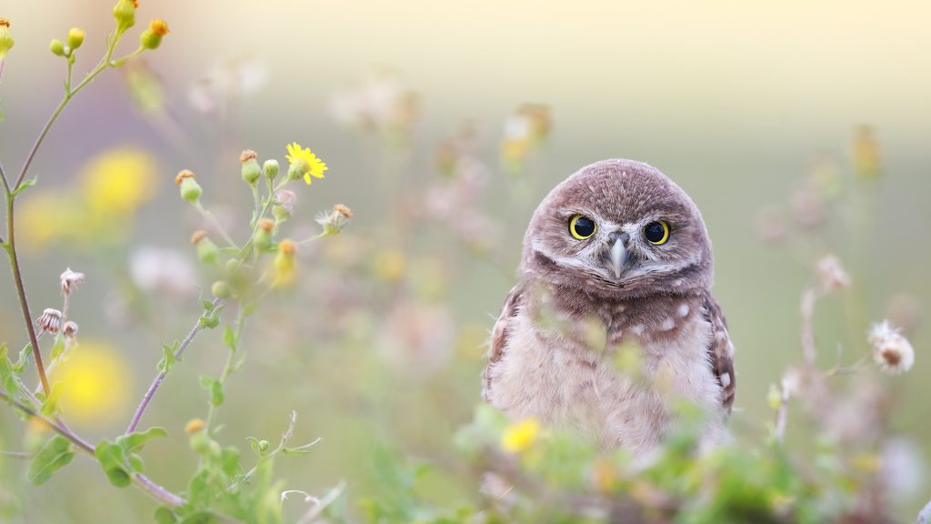 Adorable Owlet