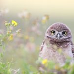 Adorable Owlet