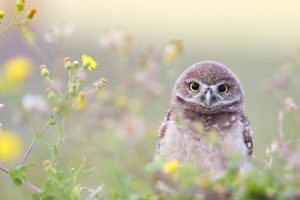 Adorable Owlet