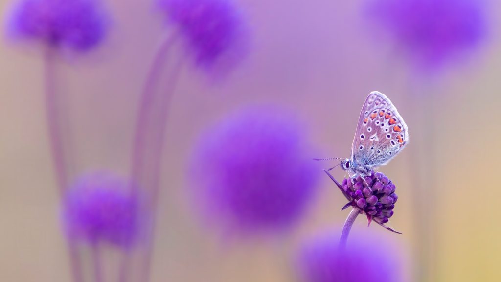 Common Blue