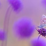 Common Blue
