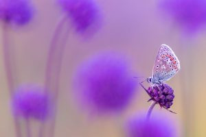 Common Blue