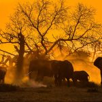 Elephant Day