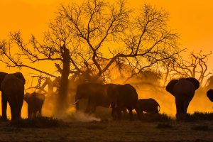 Elephant Day