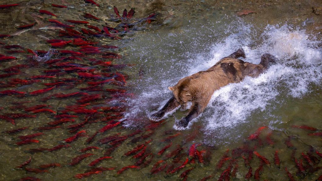 Katmai Bear