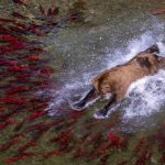 Katmai Bear