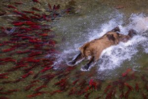 Katmai Bear