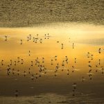 Lake Magadi