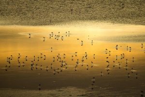 Lake Magadi