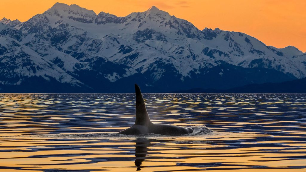 Lynn Canal Orca