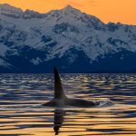 Lynn Canal Orca