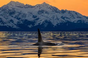 Lynn Canal Orca