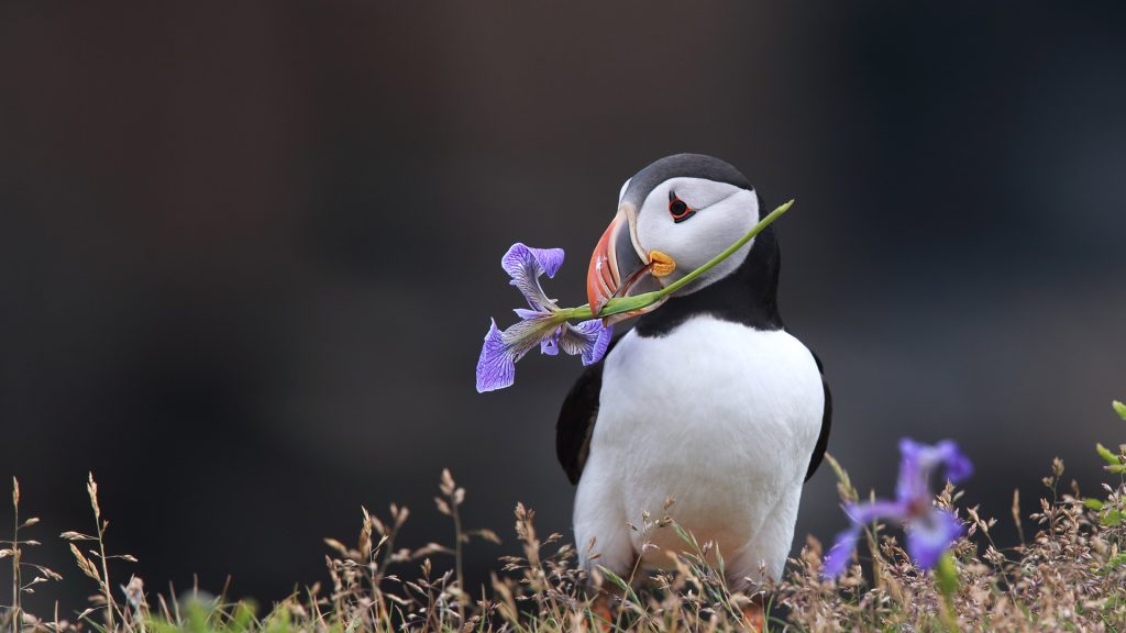 Purple Puffin