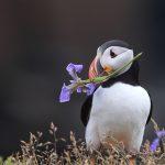 Purple Puffin