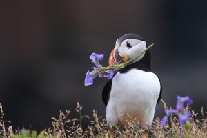Purple Puffin