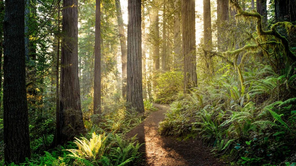 Redwood Park