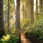 Redwood Park