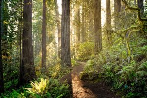 Redwood Park