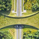 Wildlife Crossing Poland
