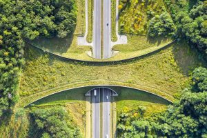 Wildlife Crossing Poland