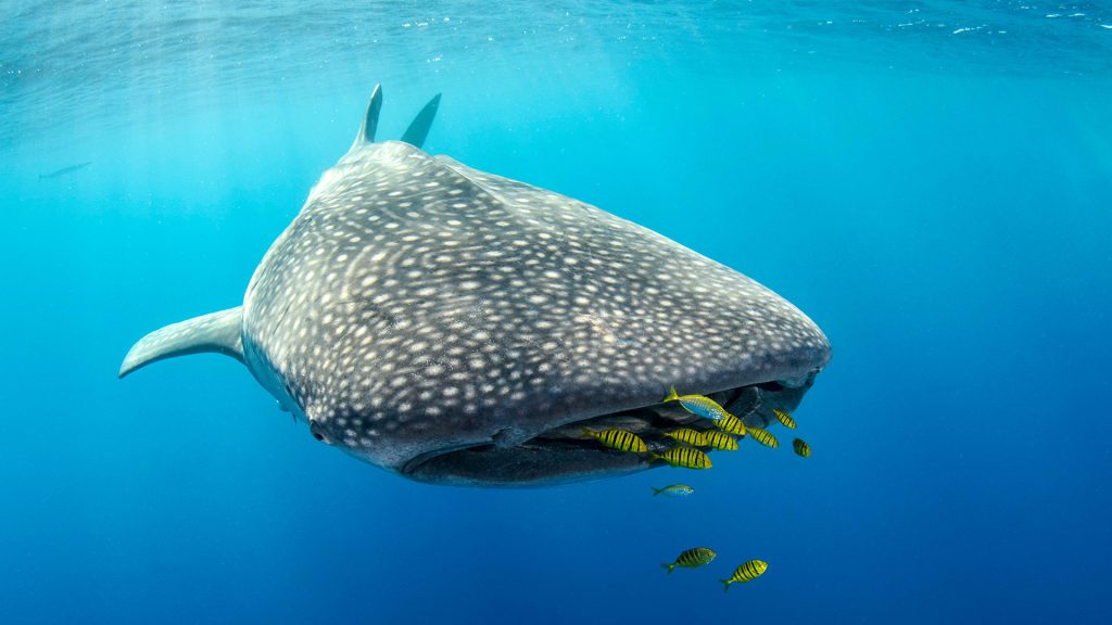 Yellow Shark