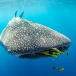 Yellow Shark