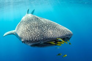 Yellow Shark