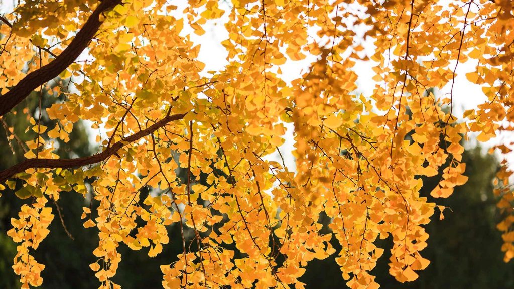 Autumn Equinox Y26