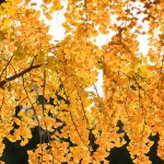 Autumn Equinox Y26