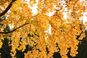 Autumn Equinox Y26