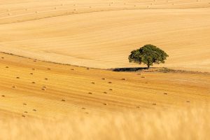 Beech England