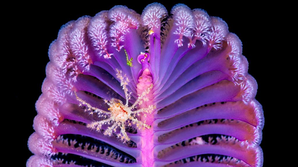Deco Crab