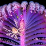 Deco Crab