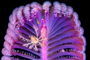 Deco Crab