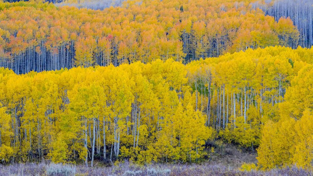 Fall Aspens