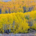 Fall Aspens
